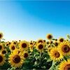 sunflower1101
